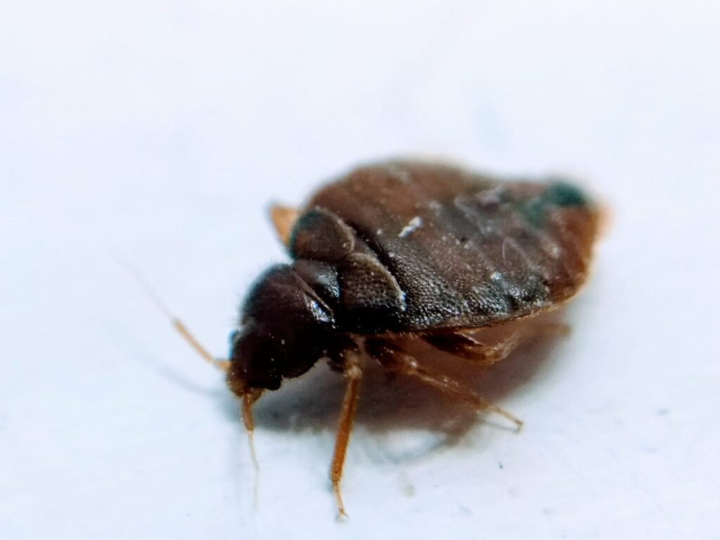 insect, bedbug