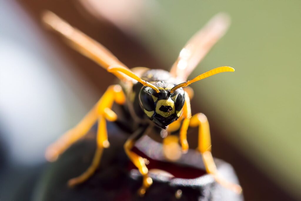 bees, wasps, yellow jacket