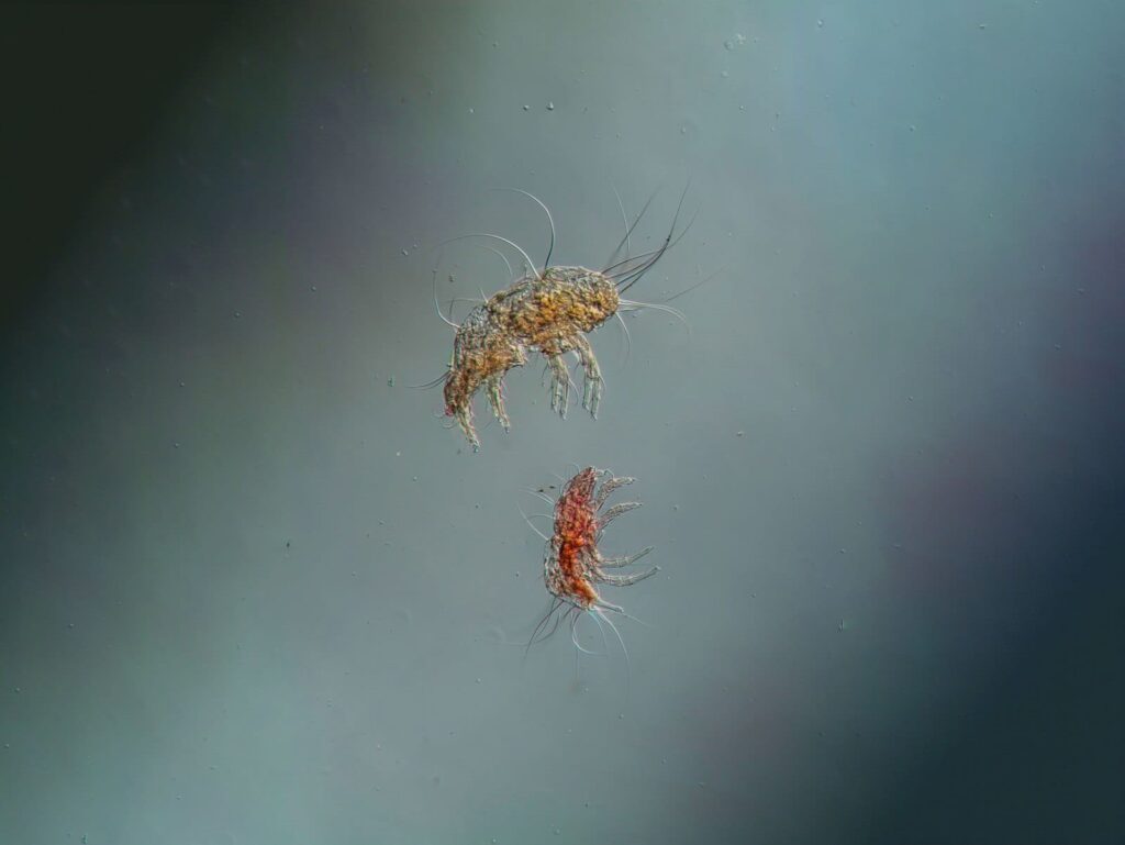 mites, insects